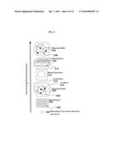 COMPUTER-IMPLEMENTED SIMULATED INTELLIGENCE CAPABILITIES BY     NEUROANATOMICALLY-BASED SYSTEM ARCHITECTURE diagram and image