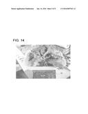 METHOD FOR RAISING LEAF-AND-STEM VEGETABLES AND LIGHT SOURCE DEVICE FOR     RAISING LEAF-AND-STEM VEGETABLES diagram and image