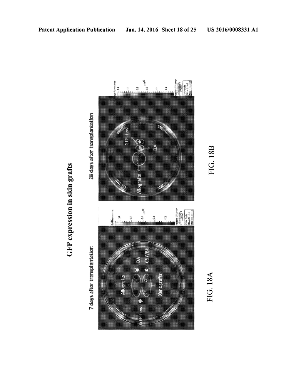 COMPOSITIONS AND METHODS FOR TREATING INFLAMMATORY BOWEL DISEASE - diagram, schematic, and image 19