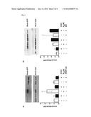 PSORALEN DERIVATIVES FOR PREVENTING OR TREATING HEART FAILURE OR CARDIAC     HYPERTROPHY diagram and image