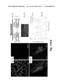 METHODS OF IMPROVING CELL-BASED THERAPY diagram and image