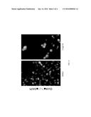 METHODS OF TREATING A CANCER USING SUBSTITUTED PYRROLOPYRIMIDINE     COMPOUNDS, COMPOSITIONS THEREOF diagram and image