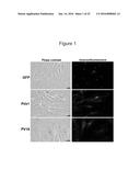 ADIPOSE TISSUE-DERIVED STEM CELLS FOR VETERINARY USE diagram and image