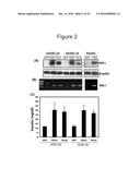 ADIPOSE TISSUE-DERIVED STEM CELLS FOR VETERINARY USE diagram and image