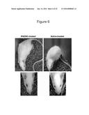 ADIPOSE TISSUE-DERIVED STEM CELLS FOR VETERINARY USE diagram and image