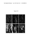 ADIPOSE TISSUE-DERIVED STEM CELLS FOR VETERINARY USE diagram and image