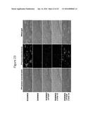 ADIPOSE TISSUE-DERIVED STEM CELLS FOR VETERINARY USE diagram and image