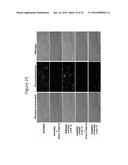 ADIPOSE TISSUE-DERIVED STEM CELLS FOR VETERINARY USE diagram and image