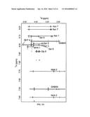 Occidiofungin, a unique antifungal glycopeptide produced by a strain of     Burkholderia contaminans diagram and image