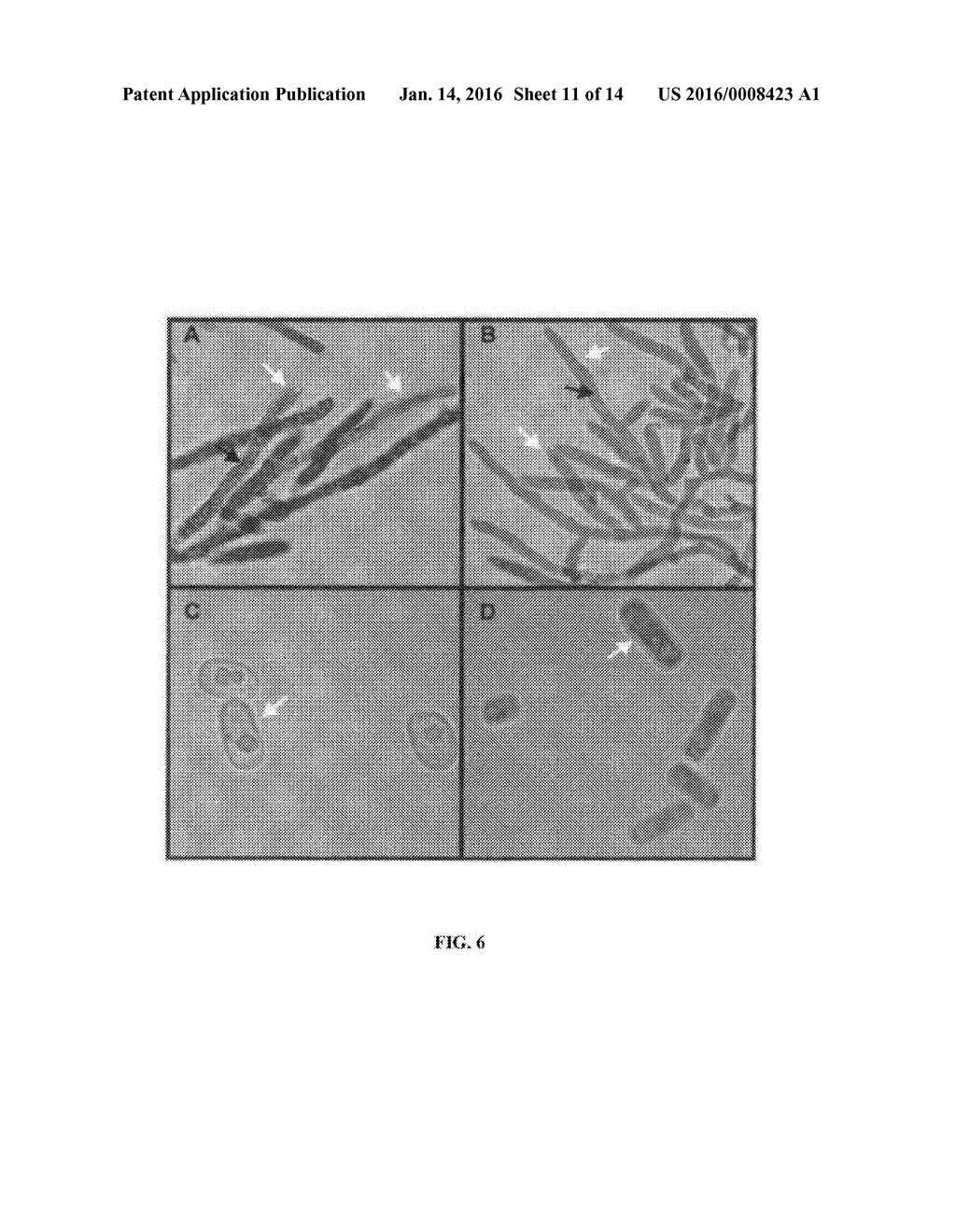 Occidiofungin, a unique antifungal glycopeptide produced by a strain of     Burkholderia contaminans - diagram, schematic, and image 12