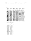 KNTC2 PEPTIDES AND VACCINES CONTAINING THE SAME diagram and image