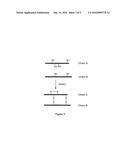 INSULIN LIKE PEPTIDES diagram and image