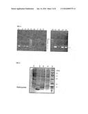 NOVEL FUSION TAGS AND EXPRESSION VECTOR SYSTEM FOR THE EXPRESSION OF HUMAN     PARATHYROID HORMONE (RHPTH) diagram and image