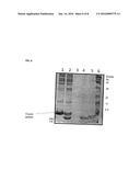 NOVEL FUSION TAGS AND EXPRESSION VECTOR SYSTEM FOR THE EXPRESSION OF HUMAN     PARATHYROID HORMONE (RHPTH) diagram and image