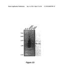 Gene Expression Control DNA Element and Associated Protein diagram and image