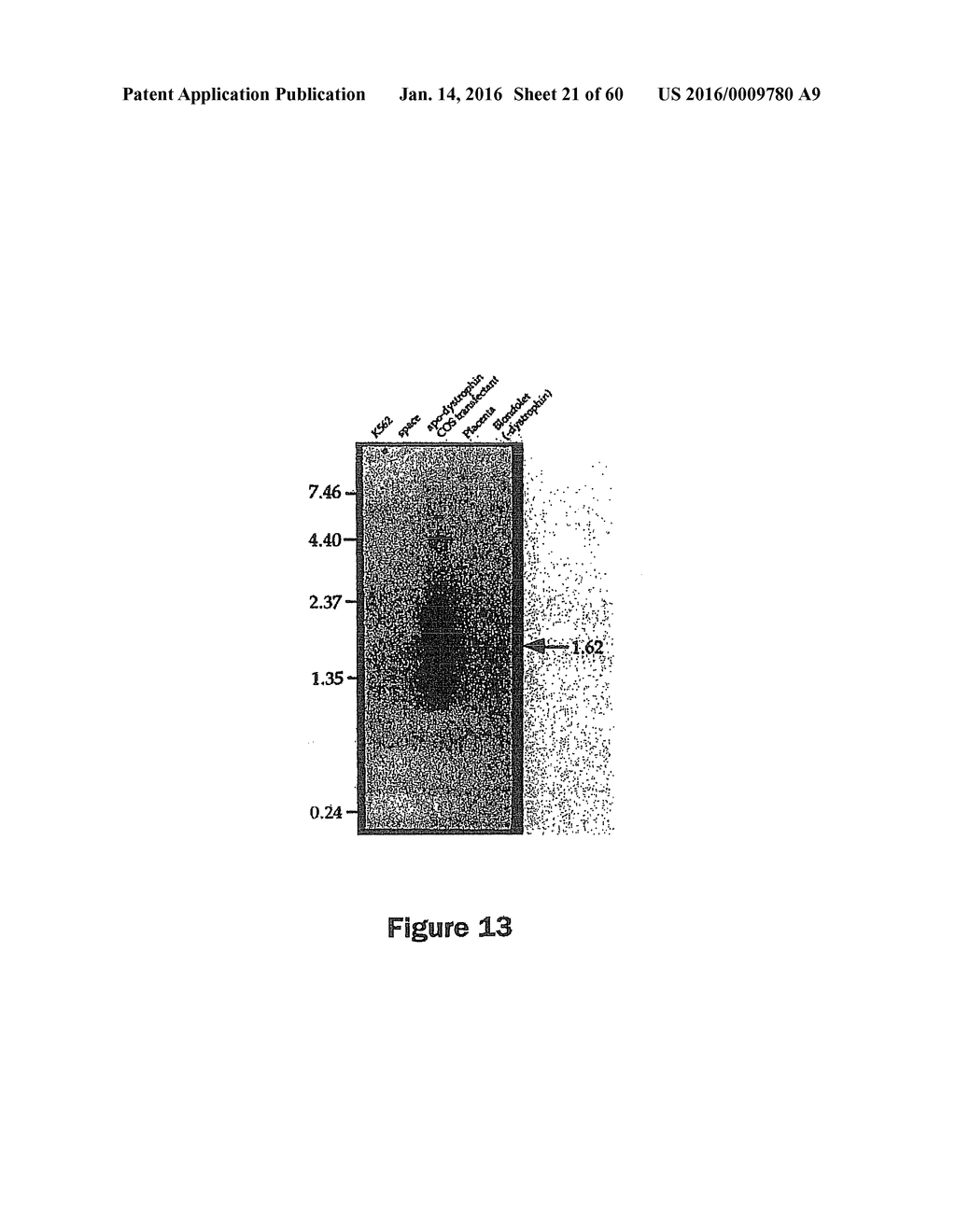 Gene Expression Control DNA Element and Associated Protein - diagram, schematic, and image 22