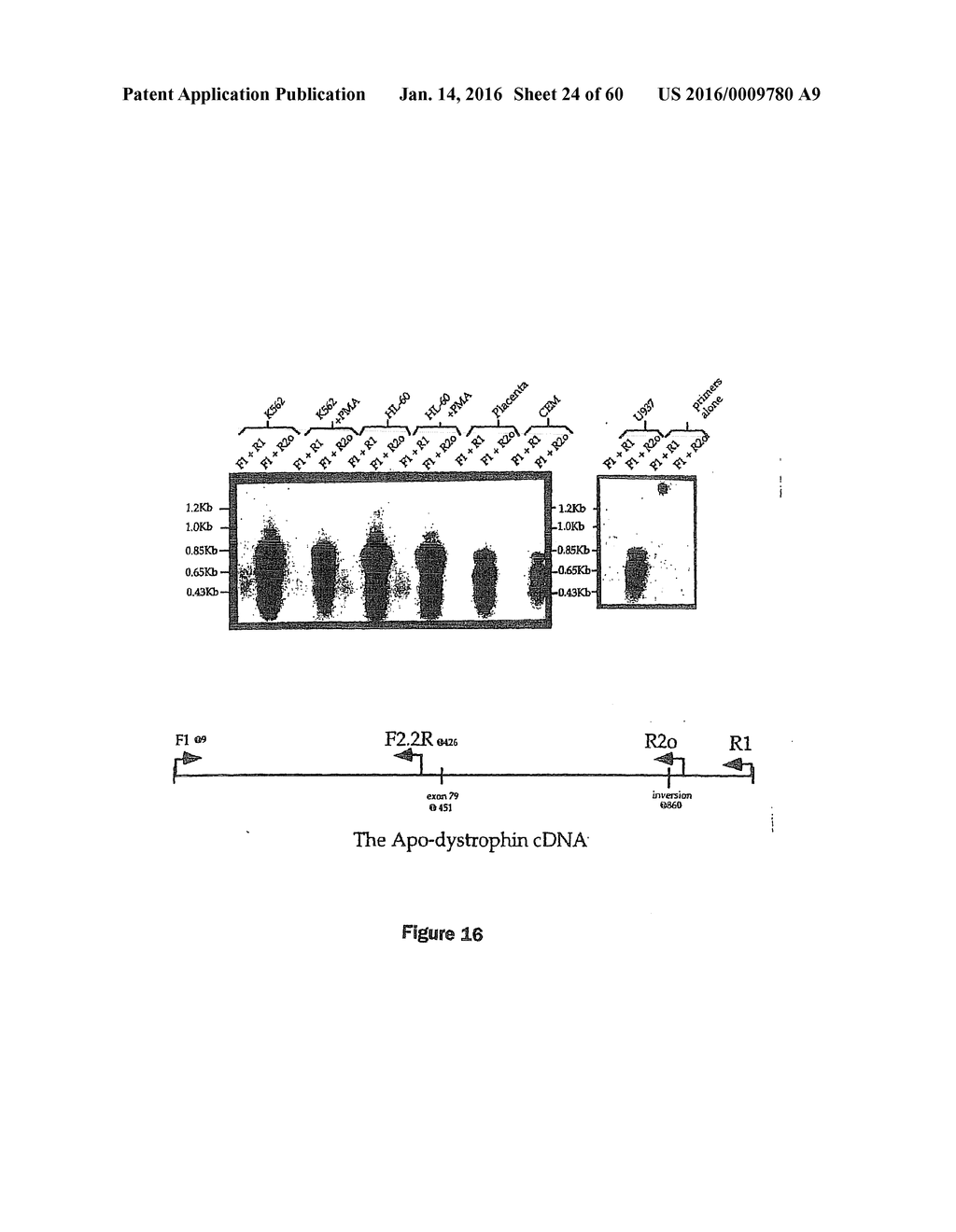 Gene Expression Control DNA Element and Associated Protein - diagram, schematic, and image 25