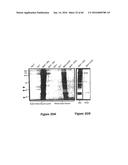 Gene Expression Control DNA Element and Associated Protein diagram and image