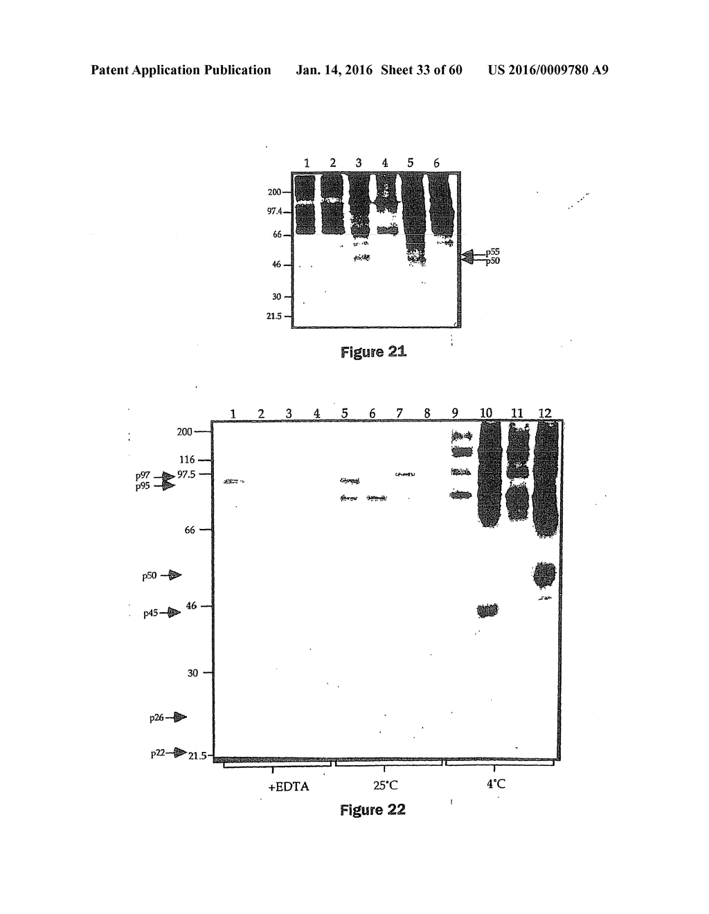 Gene Expression Control DNA Element and Associated Protein - diagram, schematic, and image 34