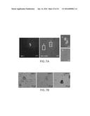 SPECIFIC DETECTION TOOL FOR MESENCHYMAL AND EPITHELIAL-MESENCHYMAL     TRANSFORMED CIRCULATING TUMOR CELLS diagram and image