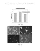 Methods For Manipulating Phagocytosis Mediated By CD47 diagram and image