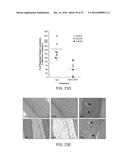 Methods For Manipulating Phagocytosis Mediated By CD47 diagram and image