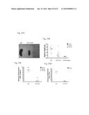 Methods For Manipulating Phagocytosis Mediated By CD47 diagram and image