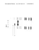 T7 RNA POLYMERASE VARIANTS WITH CYSTEINE-SERINE SUBSTITUTIONS diagram and image