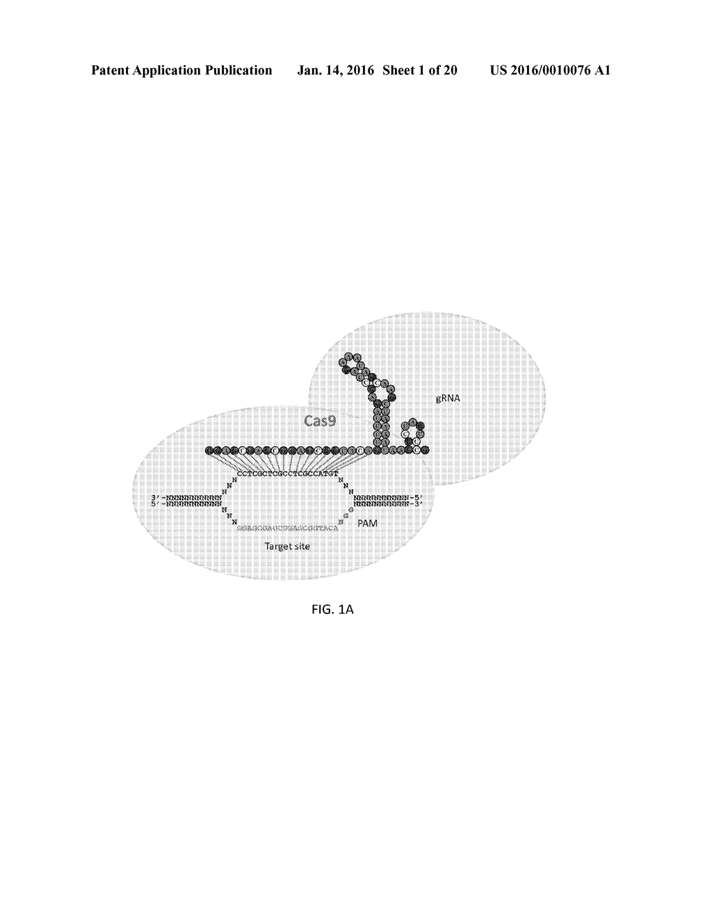 RNA-Guided Targeting of Genetic and Epigenomic Regulatory Proteins to     Specific Genomic Loci - diagram, schematic, and image 02