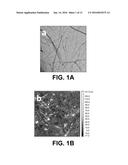 TEXTILE DYEING USING NANOCELLULOSIC FIBERS diagram and image