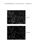 Pure Spectrum Extraction From Biological Samples diagram and image