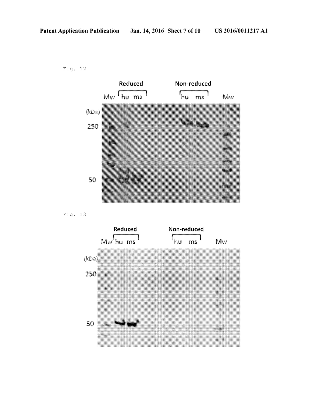 ANTIBODY AGAINST INSOLUBLE FIBRIN - diagram, schematic, and image 08