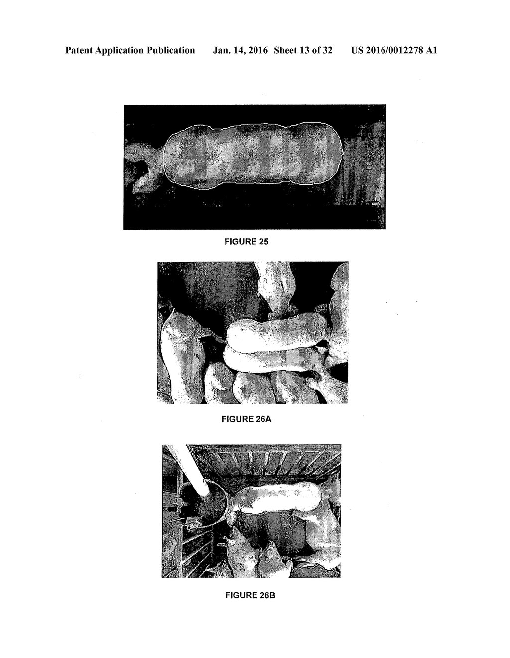 IMAGE ANALYSIS FOR MAKING ANIMAL MEASUREMENTS INCLUDING 3-D IMAGE ANALYSIS - diagram, schematic, and image 14