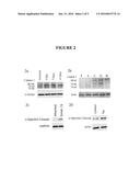 COMPOSITIONS FOR TREATMENT OF RETINAL DETACHMENT diagram and image