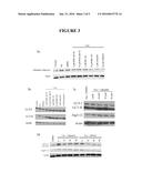 COMPOSITIONS FOR TREATMENT OF RETINAL DETACHMENT diagram and image