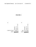 COMPOSITIONS FOR TREATMENT OF RETINAL DETACHMENT diagram and image