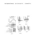 INHIBITING PEPTIDES DERIVED FROM TREM-LIKE TRANSCRIPT 1 (TLT-1) AND USES     THEREOF diagram and image