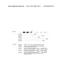 SorCS1-Like Agent for Use in the Treatment of Insulin Resistance and     Diseases Related Thereto diagram and image