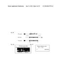 SorCS1-Like Agent for Use in the Treatment of Insulin Resistance and     Diseases Related Thereto diagram and image