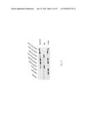 SorCS1-Like Agent for Use in the Treatment of Insulin Resistance and     Diseases Related Thereto diagram and image