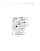 SorCS1-Like Agent for Use in the Treatment of Insulin Resistance and     Diseases Related Thereto diagram and image