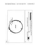 Recombinant Escherichia Coli Strains diagram and image