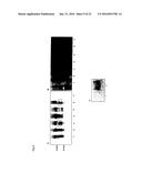 Recombinant Escherichia Coli Strains diagram and image