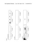 Recombinant Escherichia Coli Strains diagram and image