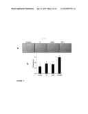 USE OF ANGIOGENIN OR ANGIOGENIN AGONISTS FOR TREATING DISEASES AND     DISORDERS diagram and image