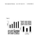 MICRO-TISSUE PARTICLES AND METHODS FOR THEIR USE IN CELL THERAPY diagram and image