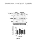 PROTECTIVE MOLECULES AGAINST ANTHRAX TOXIN diagram and image