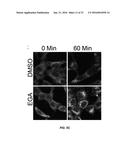 PROTECTIVE MOLECULES AGAINST ANTHRAX TOXIN diagram and image