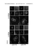 PROTECTIVE MOLECULES AGAINST ANTHRAX TOXIN diagram and image