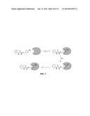 PROTECTIVE MOLECULES AGAINST ANTHRAX TOXIN diagram and image